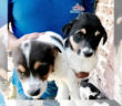 cane_Cagnolini_maschietto_a_sinistra_e_femminuccia_a_destra_p&f