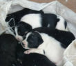 cane_cagnolini_corvaro_rieti