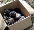 cane_cagnolini_scatolone_sabina_ale_fiorentino