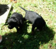 cane_cani_cagnolini_marianna_cipitelli