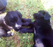 cane_cani_fagottine_marietta_stuarda_