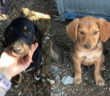 cane_cani_ponte_sfondato_p&f_femmina