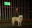 cane_caserma_guardia_di_finanza_giorgia_ermini