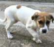 cane_cucciola_femmina_rieti_adf