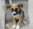 cane_cucciola_femmina_rieti_adf_2