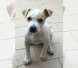 cane_cucciola_femmina_rieti_adf_3