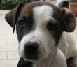 cane_cucciola_femmina_rieti_adf_4
