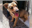 cane_cuccioletta_sanitario_di_rieti