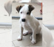 cane_cucciolo_maschio_rieti_adf_5