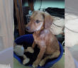 cane_easy_ponte_sfondato_p&f