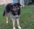 cane_frasso_monastero_buddista_p&f