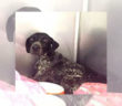cane_giulio_lega_nazionale_difesa_del_cane_lndc_francavilla_a_mare