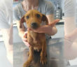 cane_investito_rieti_adf