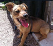 cane_maschietto_dolcissimo_adf