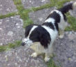 cane_micioccoli_rieti_maria_spenk