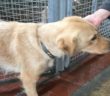 cane_mix_labrador_sanitrio_di_rieti