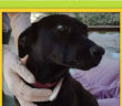 cane_penelope_sicilia
