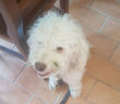 cane_raffy_rieti