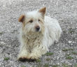 cane_rita_sinibaldi_gemma_Caroni