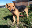 cane_sanitario_adf