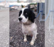 cane_sanitario_adf_adottato_piacenza