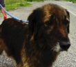 cane_sanitario_di_rieti