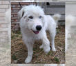 cane_sanitario_rieti_adf_mantello_bianco