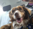 cane_simba_adottato_amatrice_mantova_adf