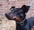 cane_simil_pincher_sanitario_adf