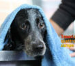 cane_ulisse_2_eleonora_grillotti