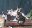 gatto_gattini_p&f