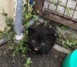 gatto_gattini_p&f
