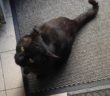 gatto_mantello_nero_campoloniano_marianna_cipitelli