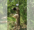 lupo_impiccato_pendenza_cittaducale_guardiano_dell_ombra