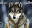 lupo_lega_nazionale_difesa_del_cane
