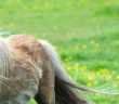 pony