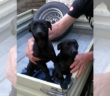 CANE_CAGNOLINI_MANTELLO_NERO_POGGIO_MIRTETO_SCALO_P&F