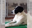 CANE_UCCIO_ADOTTATO_SANITARIO_DI_RIETI_ADF