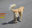 buono_cane_castelnuovo_di_farfa_nuovo