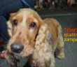 buono_cane_cocker_2