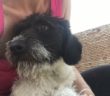 cane_Cagnolina_abbandonata_davanti_al_sanitario_di_rieti_adf