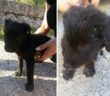 cane_Cagnolini_cantalupo_p&f