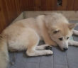 cane_akita_ino_marta_micheli_raffy