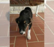 cane_alessandro_carosi_raffy