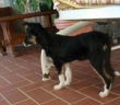 cane_alessandro_carosi_raffy_2