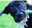 cane_beve_acqua