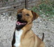 cane_boris_sanitario_adf_roberta_di_carlo