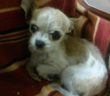 cane_cagnolina_david_de_risi_sara_galluzzii