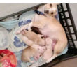 cane_cagnolini_sabina_marina_pezzotti