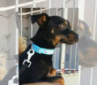 cane_cagnolino_pincher_sanitario_rieti_adf